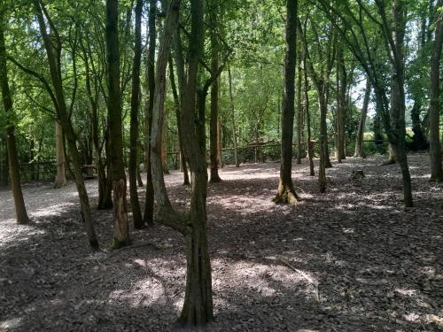 a wooded area with a lot of trees at Little Greenwood Shepherd Hut in Boughton Malherbe