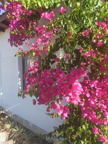 Κήπος έξω από το Kavurlukoz Butik Apart