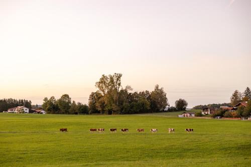 a herd of cows walking across a green field at Vogelbauer Einliegerwohnung in Neufahrn