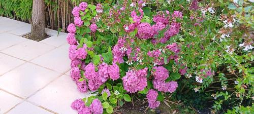 a bunch of purple flowers on a bush at Gite Seraphon in Cénac