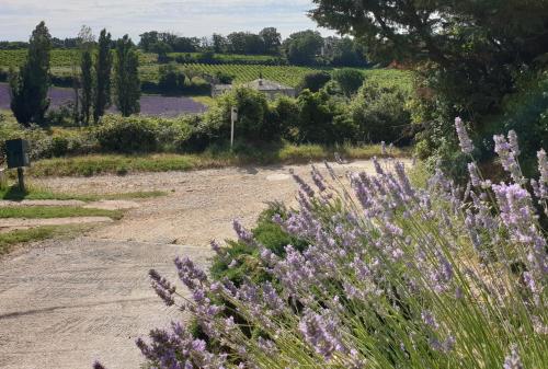un champ de fleurs violettes à côté d'un chemin de terre dans l'établissement Le Clos du Grand Chêne - gîtes 4 étoiles -, à Saint-Marcel-dʼArdèche