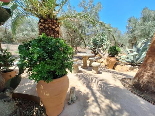 a group of potted plants in a garden at Casa Pina in Costitx