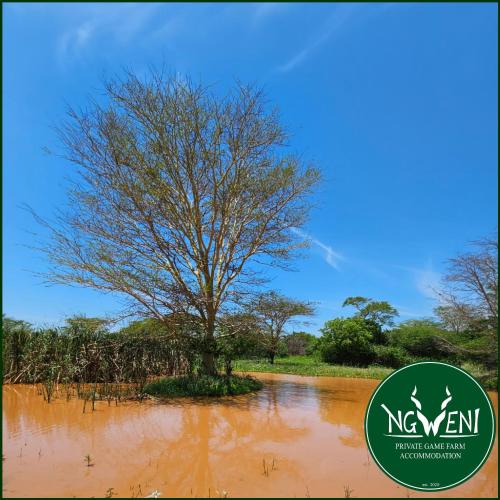 a tree in the middle of a flooded field at Weltevreden Cottage at Ngweni Private Game Farm in Hluhluwe