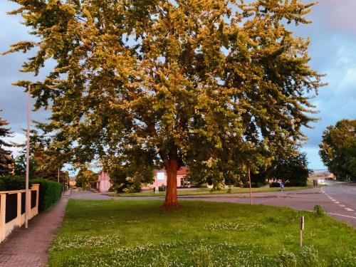 a tree in the middle of a green grass field at Ferienwohnung Juttchen in Roßleben