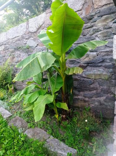 a banana plant in front of a stone wall at Chalet du soleil in Odecla