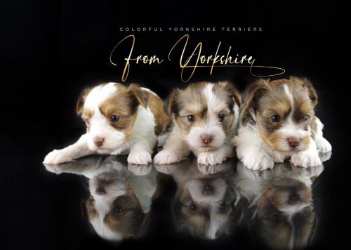 a group of puppies are sitting on the water at Apartment Yorkshire in Bujanov