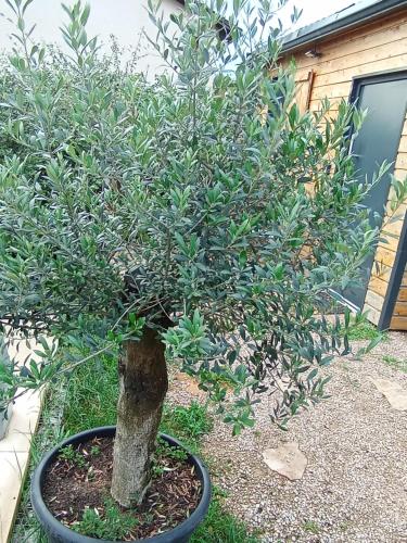 a small green tree in a black pot at Chambres cosy proche cnpe Bugey - via rhona in Chavanoz