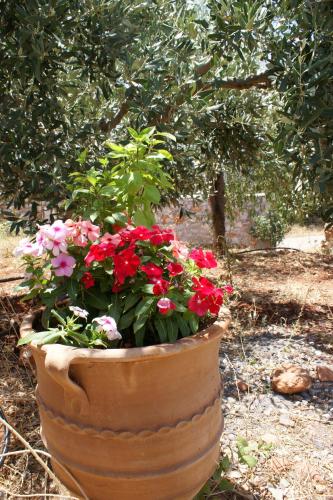 a large pot filled with red and pink flowers at Thelea Mani in Kafióna