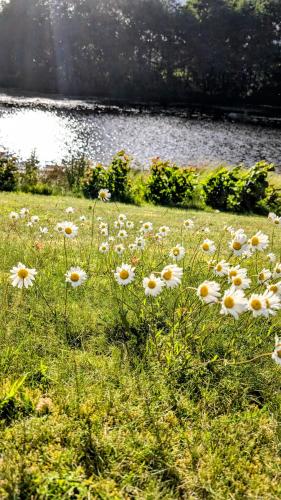 a field of daisies in the grass near a lake at Rolig häst, Kaneeling Stugby AB in Dalskog