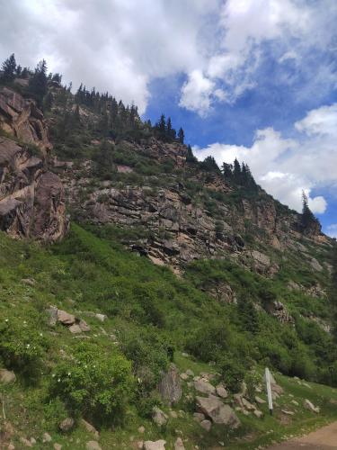 a grassy hill with trees on top of it at У Дяди Жени in Temirovka
