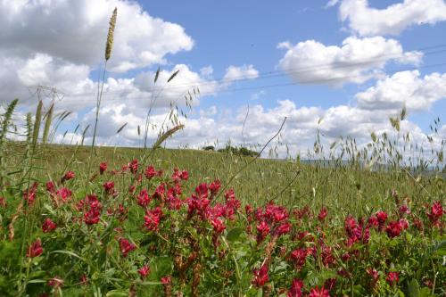 a field of pink flowers in a field of grass at Bissantica, heritage and charm in rural Sardinia in Lunamatrona