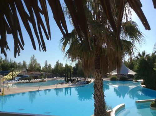 un palmier en face d'une piscine dans l'établissement Confortable bungalow proche de Vias avec piscine partagée, à Vias