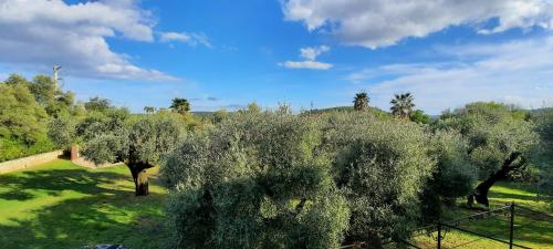 une vue aérienne d'un olivier dans un champ dans l'établissement 06CB Pretty country house for 8, à Tourrettes-sur-Loup