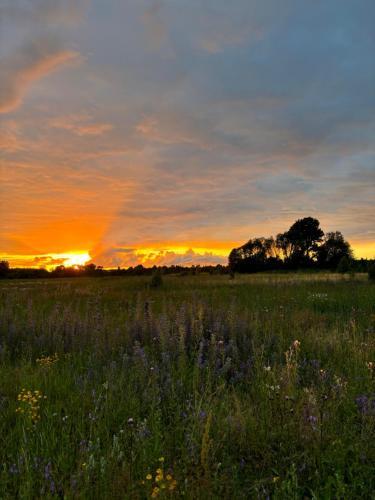 a field with flowers in front of a sunset at Ronga saunamaja in Ilmasoo