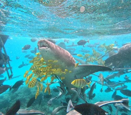 a stingray swimming in the ocean with a school of fish at Aqua Sunset in Gulhi