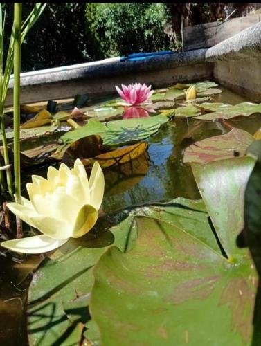 petite maison avec jardin calme