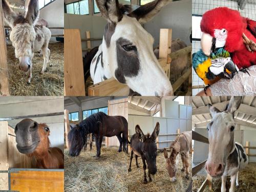 a collage of photos of horses and animals at B&B La Rasora in Fornovo di Taro