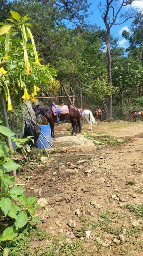 a group of horses standing in a dirt field at Charming Garden View,Privately Owned Deluxe Room at The Manor by Mist and Pine in Baguio