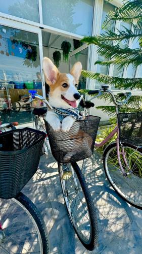 a dog sitting in a basket on a bike at ดาด้าพูลวิลล่า in Ban Pa Ngiu