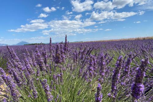 a field of lavender with purple flowers at 04B2 Beautiful studio in a mas provençal - pool in Brunet