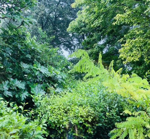 une forêt remplie de nombreux arbres verdoyants dans l'établissement Aaaaa, à Montboucher-sur-Jabron