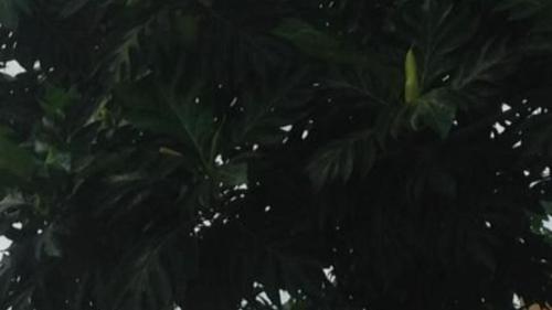 Foto dalla galleria di Casa de Ferias a São Tomé