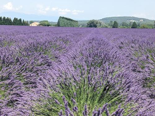 un champ de lavande violette avec un champ d'herbe dans l'établissement Chez BA&PA, à LʼIsle-sur-la-Sorgue