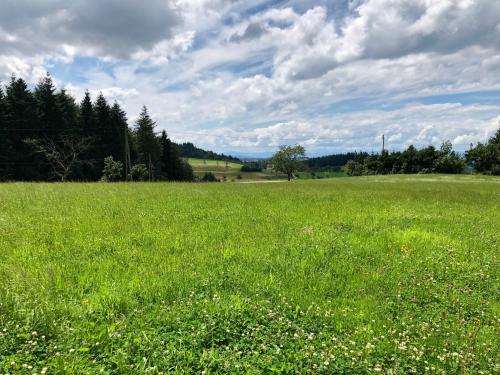 a field of green grass with white flowers in it at Ferien im Schwarzwald Freiamt in Freiamt