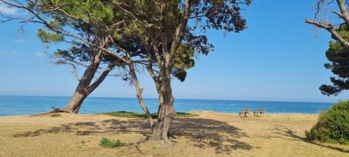 eine Bank am Strand in der Nähe des Ozeans in der Unterkunft Limiria Studio in Santa-Maria-Poggio