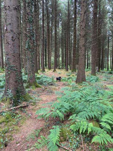 a black bear walking through a forest with trees at The Stables at Hustyn Gate in Wadebridge