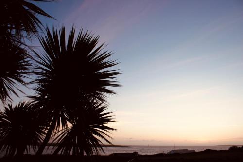 two palm trees on the beach at sunset at The Lookout in Rosses Point