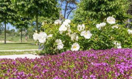 a bunch of white flowers in a garden with purple flowers at Villa Schmidt - Strandhaus direkt am Meer mit Sauna, Sport und Dünengarten I in Warnemünde