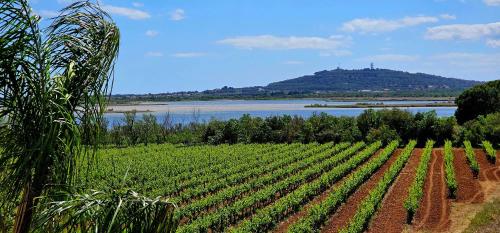 Le Paradis de Mimose