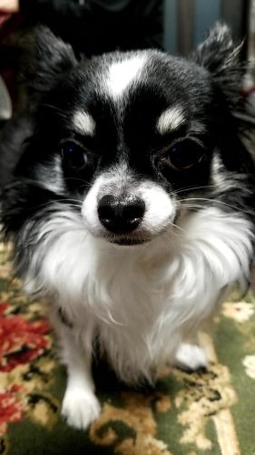 a small black and white dog sitting on a table at ペットも泊まれる小さなお宿虎凜Korin in Nagoya