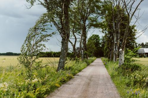 a dirt road through a field with trees at Marstastugorna in Uppsala