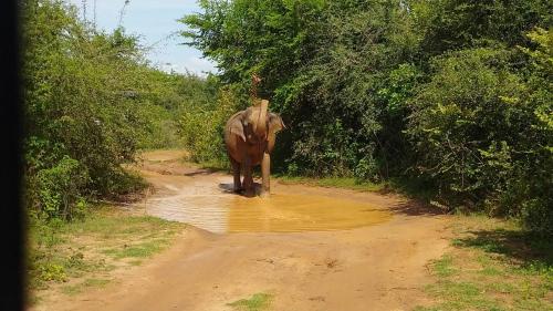 a cow standing in the mud on a dirt road at safari udawalawa in Udawalawe