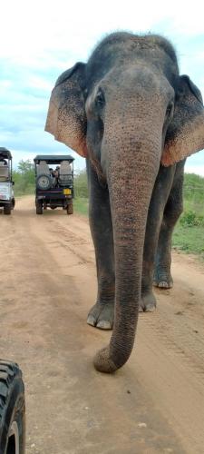 an elephant standing on the side of a dirt road at Udawalawa Safari House in Udawalawe