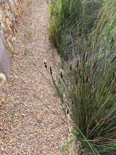 a gravel path next to some tall grass at Love Nest in Pringle Bay