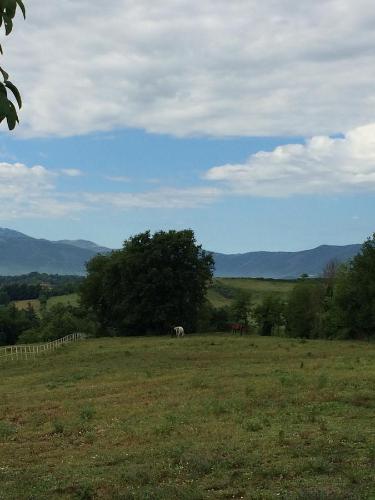 a horse grazing in a field with a tree at Tenuta di Vico Moricino in Anagni