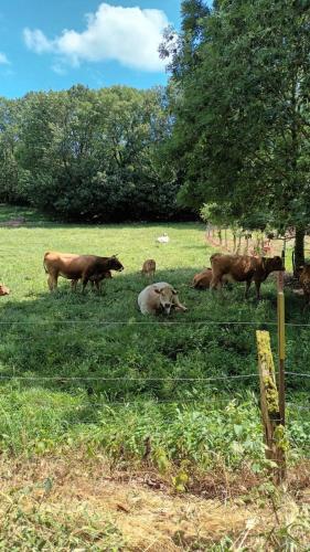 Maison de campagne à Bouisse