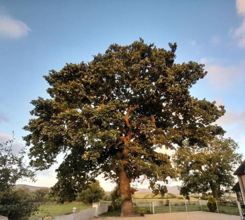a large oak tree in the middle of a field at Oaktree Manor in Castlewellan