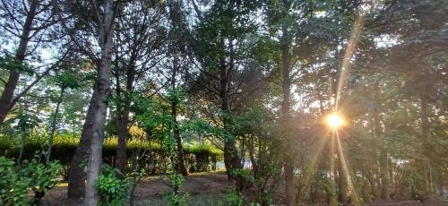 a forest with the sun shining through the trees at Casale Trifoglio in Morano Calabro