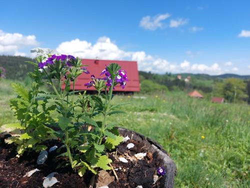 a plant in a flower pot in a field at Brvnara Rajkova koliba - STD Bojovići Zlatar in Nova Varoš