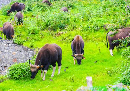 a group of cows grazing in a field of grass at Kodai Outdoor Valley in Kodaikānāl