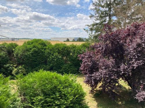 a group of bushes and trees in a field at Grande maison avec un grand jardin in Auneau