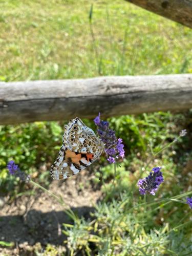 a butterfly sitting on a fence next to purple flowers at Pensiunea Valea Pinului in Rau Sadului
