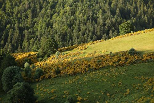 a green hillside with trees in the background at Logis Hotel Spa Restaurant Le Provence in Lanarce
