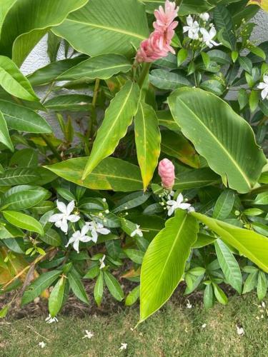 a bush with pink and white flowers and green leaves at St Mary Peace Garden in St Mary