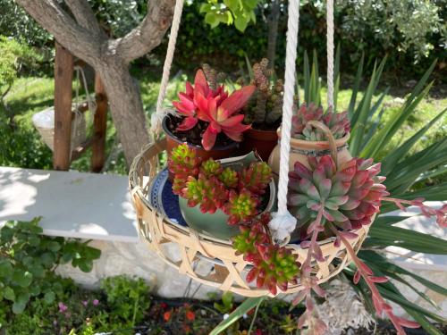 a basket filled with potted plants in a garden at B&B Case Vacanza Orchidea marina di Macchia a Mattinata Gargano in Monte SantʼAngelo