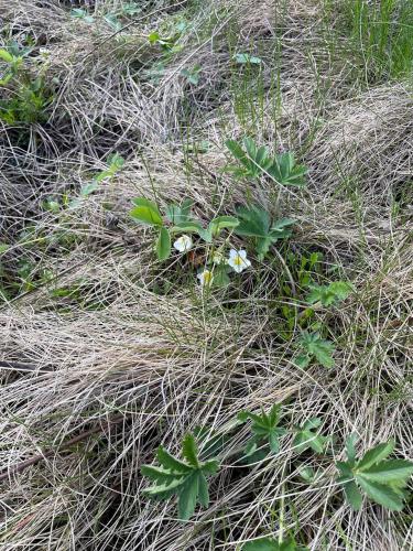 a field of grass with white flowers in it at Rustic Beaverfoot Lodge Room N4 in Parson
